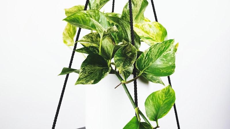 2026世界杯小组赛B组：阿根廷对阵法国直播画面