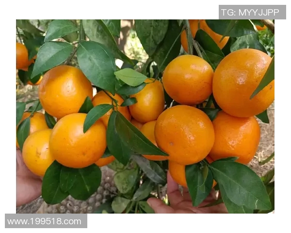 果园生态循环与可持续发展：从种植到收获的全链条探索与实践